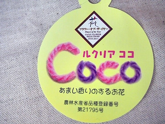 e87-coco-gift